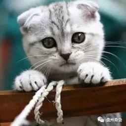 娛樂吃瓜君折耳貓視頻,萌態(tài)百出，笑料連連