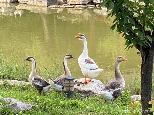 愛豆吃瓜娛樂白鷺,白鷺帶你揭秘娛樂圈幕后故事