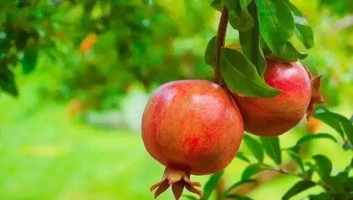 娛樂吃瓜醬買石榴,石榴盛宴，甜蜜來襲！