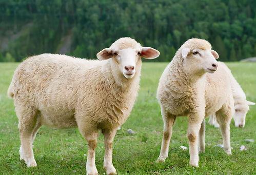 吃瓜娛樂醬羊羊,吃瓜娛樂界的甜蜜小能手