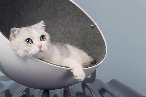 娛樂吃瓜醬改造貓窩,萌寵新居，趣味升級！