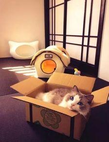 娛樂吃瓜醬改造貓窩,萌寵新居，趣味升級！