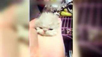 呆妹娛樂(lè)吃瓜視頻大全免費(fèi)觀看,免費(fèi)暢享吃瓜盛宴，笑料橫生視頻大全