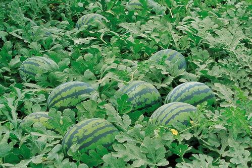 娛樂(lè)吃瓜場(chǎng)地圖片高清,一場(chǎng)視覺(jué)盛宴的幕后揭秘