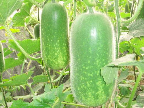 娛樂(lè)吃瓜場(chǎng)地圖片高清,一場(chǎng)視覺(jué)盛宴的幕后揭秘