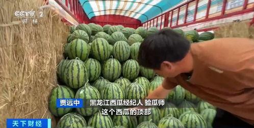 娛樂圈吃瓜直播間甘藍,甘藍帶你揭秘明星幕后故事