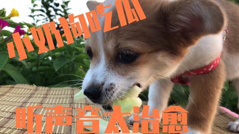 娛樂吃瓜醬送小狗視頻下載,萌寵來襲，溫馨瞬間盡收眼底