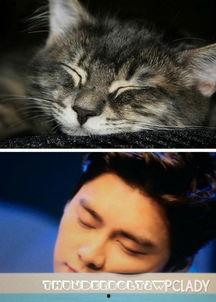 娛樂圈貓貓吃瓜圖片,萌態(tài)十足揭秘明星幕后趣聞