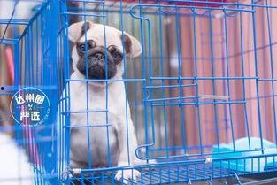 娛樂吃瓜寵物推薦,盤點那些愛看熱鬧的萌寵