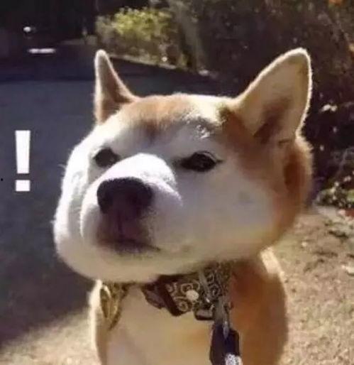 傻狗的日常娛樂(lè)吃瓜君,吃瓜君帶你領(lǐng)略?shī)蕵?lè)圈的歡樂(lè)瞬間