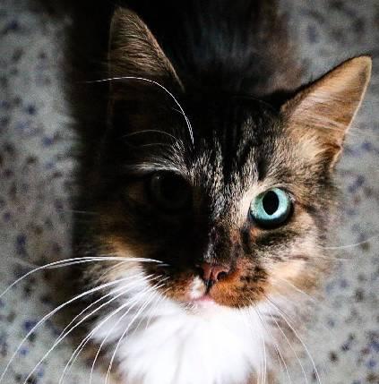 吃瓜娛樂醬社恐貓,揭秘社交恐懼的萌寵——社恐貓的日常生活