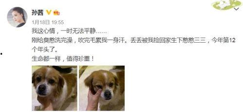 娛樂圈吃瓜小狗小說免費閱讀,吃瓜小狗的甜蜜復仇之旅