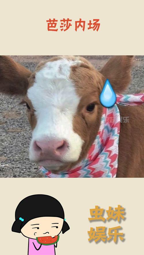 娛樂吃瓜醬牛,揭秘娛樂圈那些不為人知的幕后故事