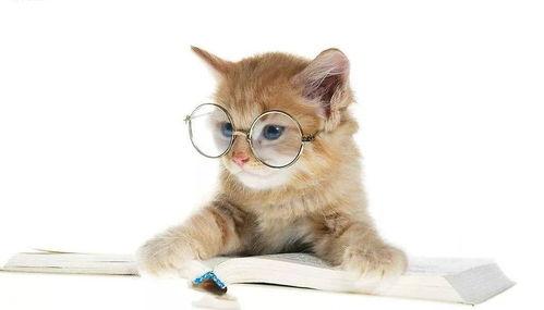 娛樂吃瓜君小貓咪,揭秘娛樂圈那些不為人知的幕后故事