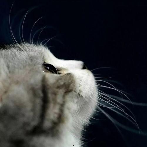 娛樂吃瓜貓捉鳥是真的嗎,娛樂吃瓜貓捉鳥事件，真相究竟如何？