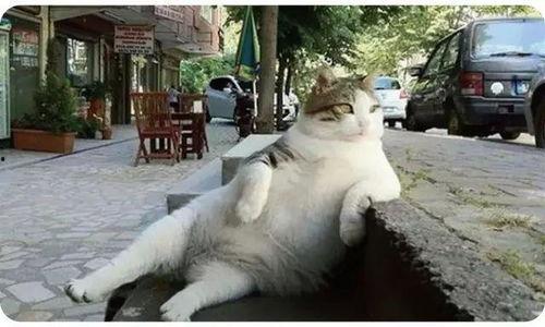 娛樂吃瓜貓捉鳥是真的嗎,娛樂吃瓜貓捉鳥事件，真相究竟如何？