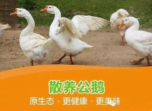 八鵝吃瓜菌娛樂圈,娛樂圈風云錄