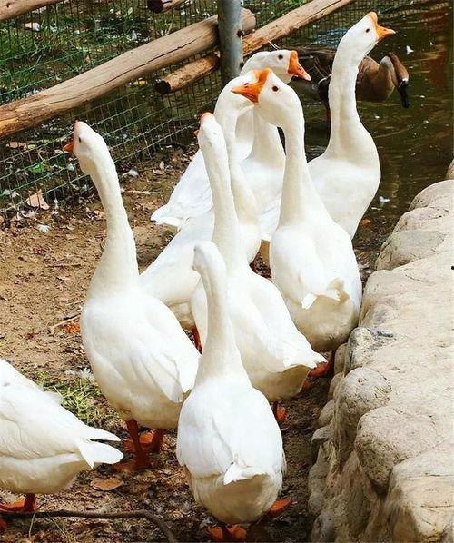 八鵝吃瓜菌娛樂圈,娛樂圈風云錄