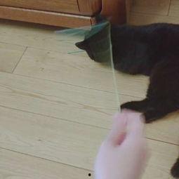 娛樂吃瓜醬貓咪視頻,萌態(tài)十足，網(wǎng)友直呼“太可愛了！”