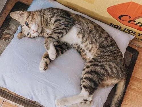 娛樂吃瓜醬貓咪視頻,萌態(tài)十足，網(wǎng)友直呼“太可愛了！”