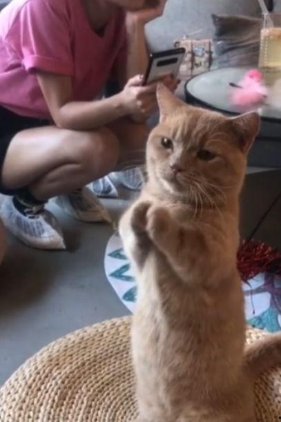 娛樂吃瓜醬貓咪視頻,萌態(tài)十足，網(wǎng)友直呼“太可愛了！”