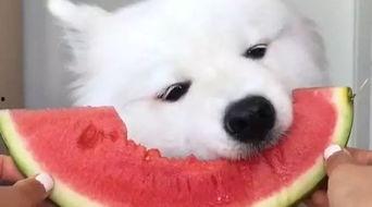 娛樂吃瓜醬薩摩耶,揭秘娛樂圈那些不為人知的幕后故事