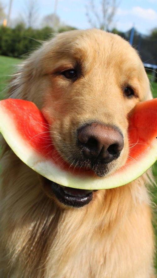 娛樂(lè)吃瓜醬埋狗,揭秘娛樂(lè)圈背后的“埋狗”真相