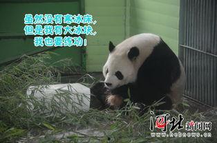 娛樂吃瓜大熊貓視頻,一場娛樂吃瓜盛宴