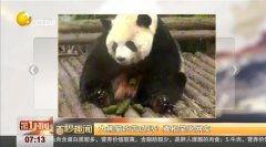 娛樂吃瓜大熊貓視頻,一場娛樂吃瓜盛宴